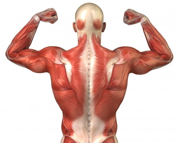 back-muscle-anatomy1